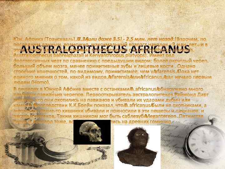 AUSTRALOPITHECUS AFRICANUS 