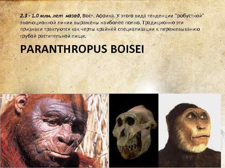2. 3 - 1. 0 млн. лет назад, Вост. Африка. У этого вида тенденции