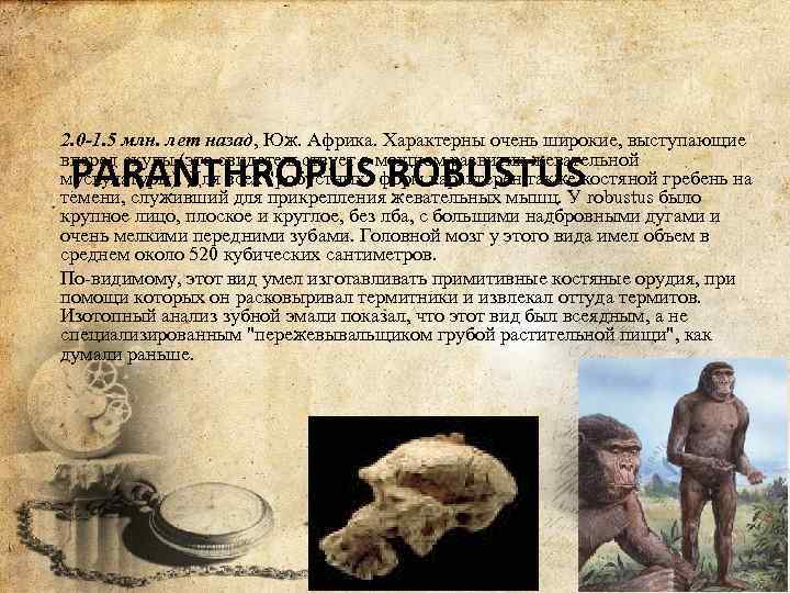 2. 0 -1. 5 млн. лет назад, Юж. Африка. Характерны очень широкие, выступающие вперед