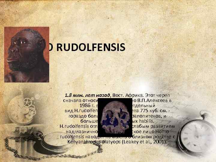 HOMO RUDOLFENSIS 1. 8 млн. лет назад, Вост. Африка. Этот череп сначала относили к