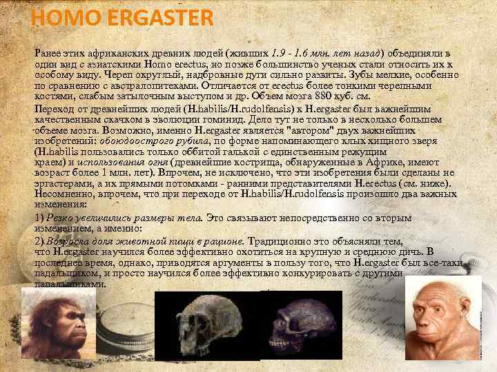 HOMO ERGASTER Ранее этих африканских древних людей (живших 1. 9 - 1. 6 млн.