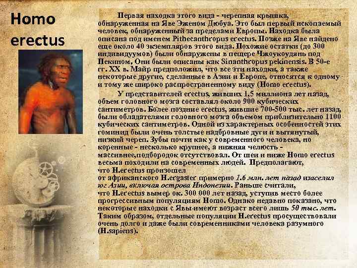 Homo erectus Первая находка этого вида - черепная крышка, обнаруженная на Яве Эженом Дюбуа.