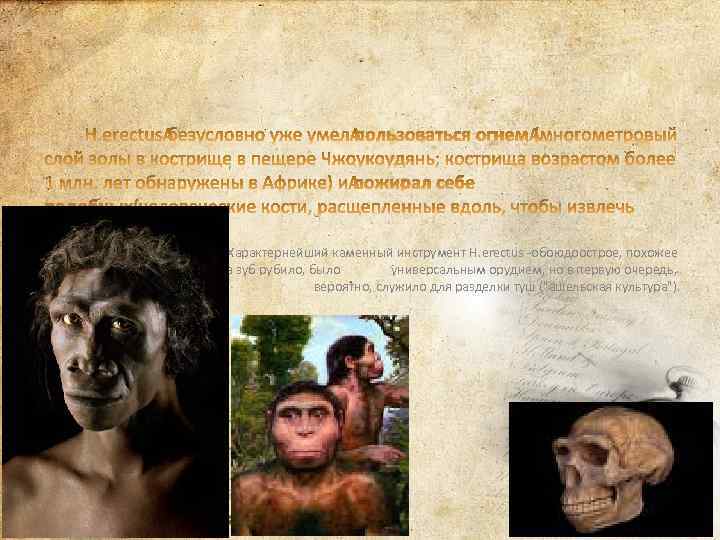  Характернейший каменный инструмент H. erectus -обоюдоострое, похожее на зуб рубило, было универсальным орудием,