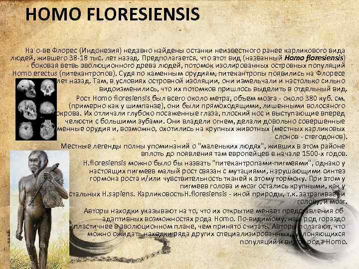 HOMO FLORESIENSIS На о-ве Флорес (Индонезия) недавно найдены останки неизвестного ранее карликового вида людей,