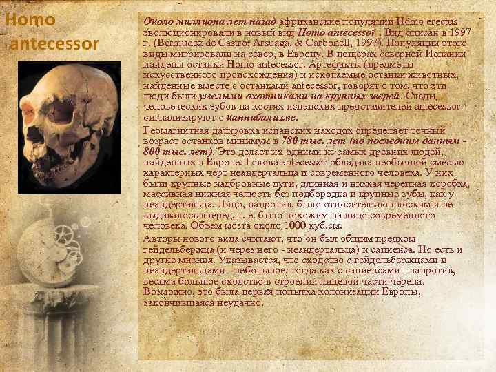 Homo antecessor Около миллиона лет назад африканские популяции Homo erectus эволюционировали в новый вид