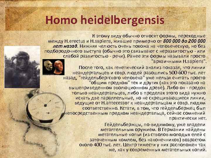 Homo heidelbergensis К этому виду обычно относят формы, переходные между H. erectus и H.