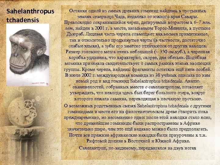 Sahelanthropus tchadensis Останки одной из самых древних гоминид найдены в пустынных землях северного Чада,