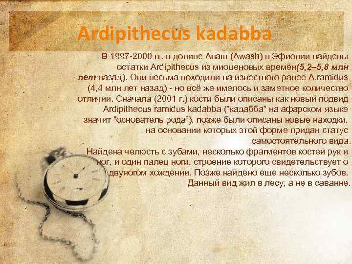 Ardipithecus kadabba В 1997 -2000 гг. в долине Аваш (Awash) в Эфиопии найдены остатки