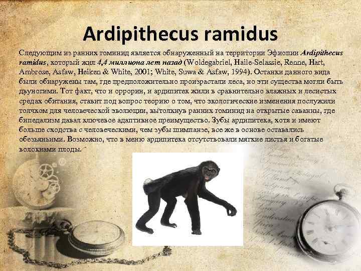 Ardipithecus ramidus Следующим из ранних гоминид является обнаруженный на территории Эфиопии Ardipithecus ramidus, который