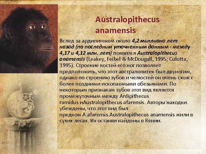 Australopithecus anamensis Вслед за ардипитеком около 4, 2 миллиона лет назад (по последним уточненным