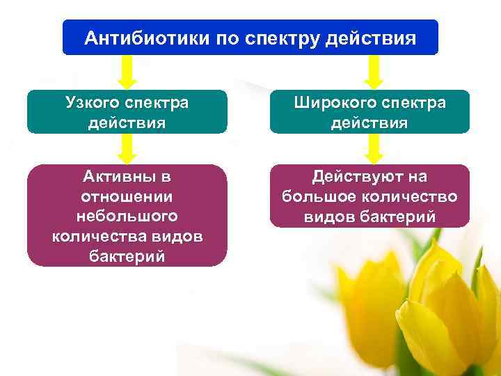 Антибиотики по спектру действия Узкого спектра действия Широкого спектра действия Активны в отношении небольшого