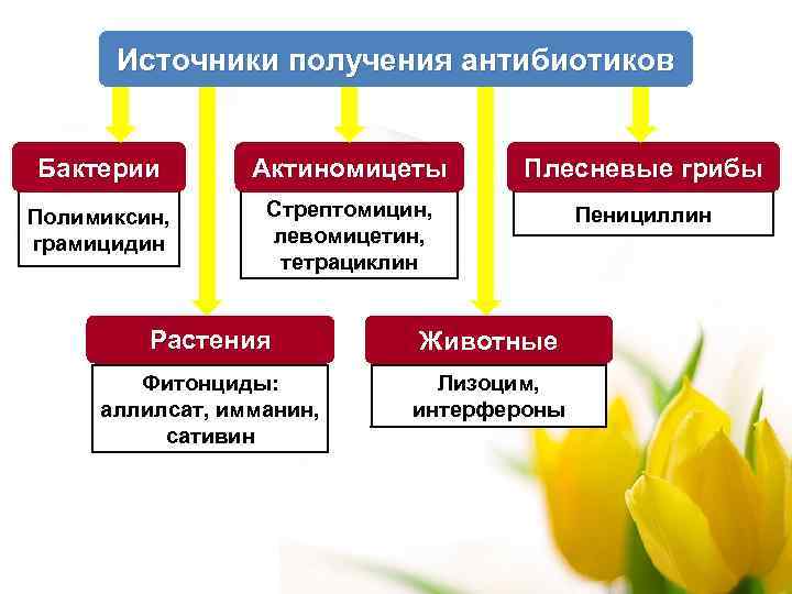 Источники получения антибиотиков Бактерии Актиномицеты Плесневые грибы Полимиксин, грамицидин Стрептомицин, левомицетин, тетрациклин Пенициллин Растения