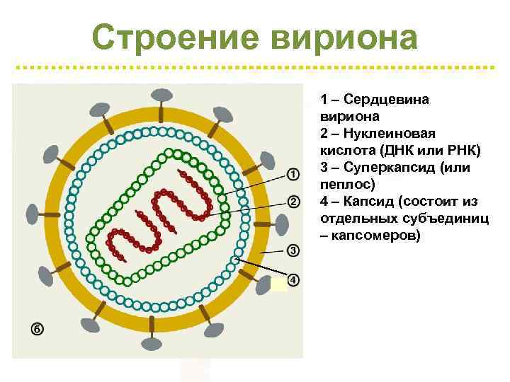 Строение вириона 1 – Сердцевина вириона 2 – Нуклеиновая кислота (ДНК или РНК) 3