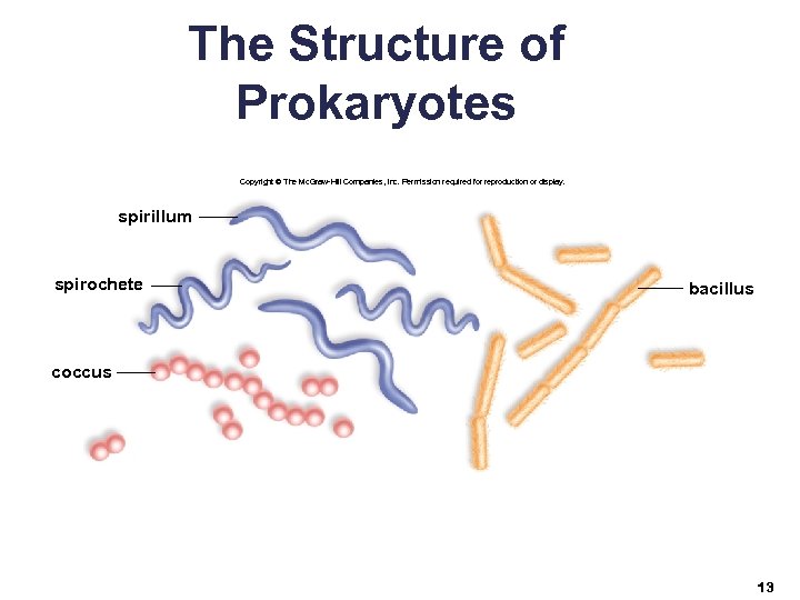 The Structure of Prokaryotes Copyright © The Mc. Graw-Hill Companies, Inc. Permission required for