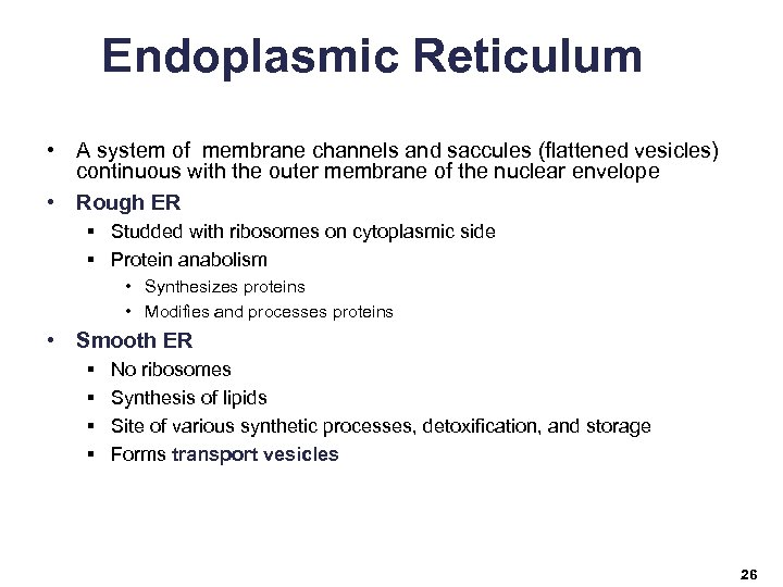 Endoplasmic Reticulum • A system of membrane channels and saccules (flattened vesicles) continuous with