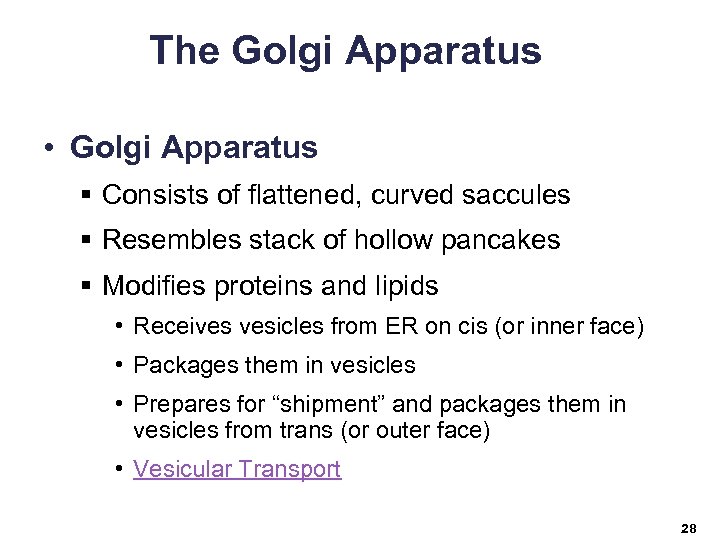 The Golgi Apparatus • Golgi Apparatus § Consists of flattened, curved saccules § Resembles
