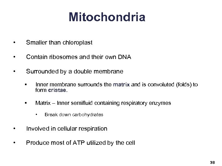 Mitochondria • Smaller than chloroplast • Contain ribosomes and their own DNA • Surrounded