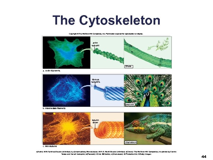 The Cytoskeleton Copyright © The Mc. Graw-Hill Companies, Inc. Permission required for reproduction or