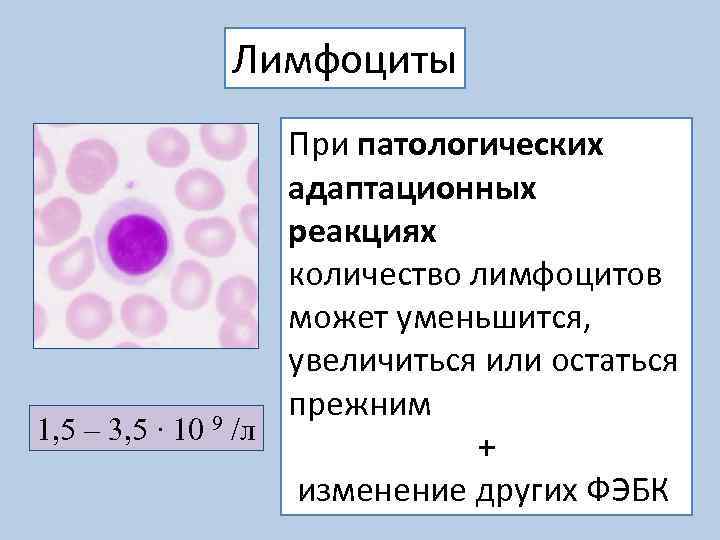 Лимфоциты При патологических адаптационных реакциях количество лимфоцитов может уменьшится, увеличиться или остаться прежним 1,