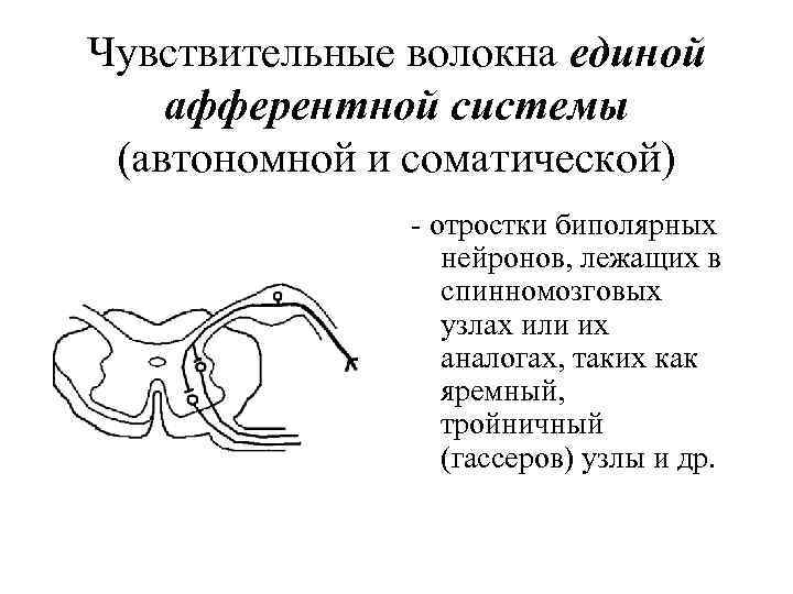 Чувствительные волокна единой афферентной системы (автономной и соматической) - отростки биполярных нейронов, лежащих в