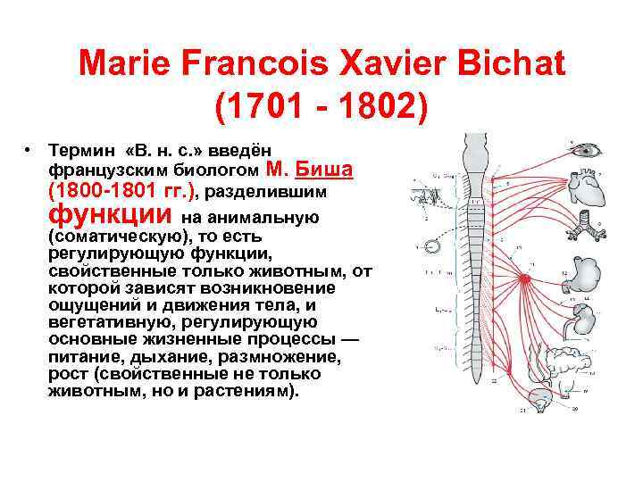 Marie Francois Xavier Bichat (1701 - 1802) • Термин «В. н. с. » введён