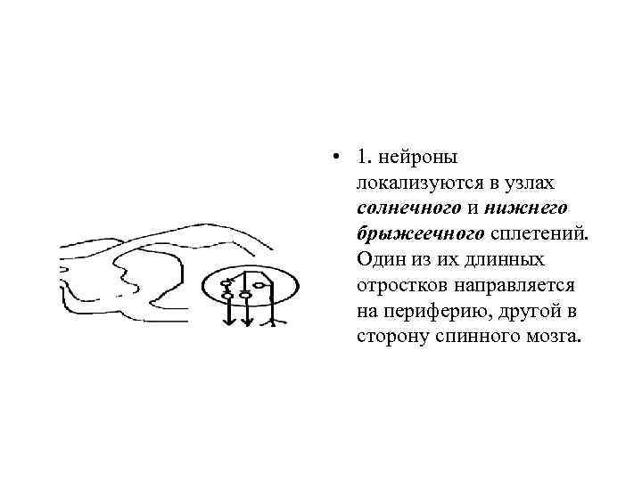  • 1. нейроны локализуются в узлах солнечного и нижнего брыжеечного сплетений. Один из