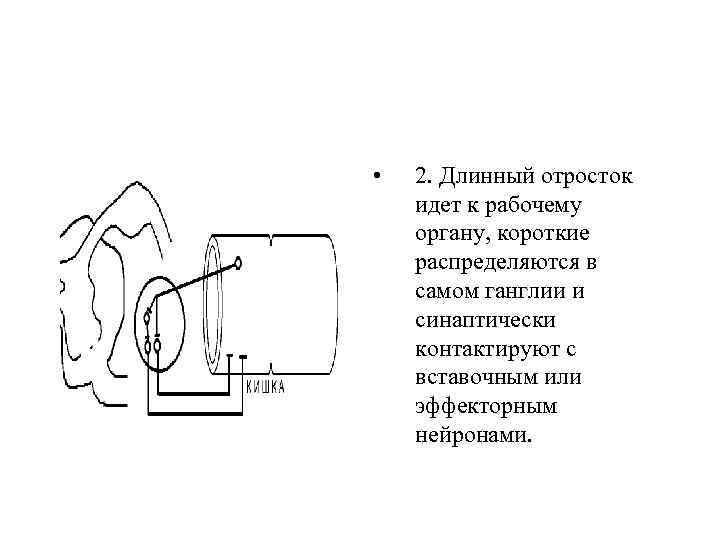  • 2. Длинный отросток идет к рабочему органу, короткие распределяются в самом ганглии