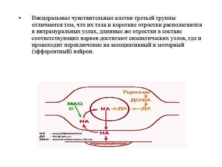  • Висцеральные чувствительные клетки третьей группы отличаются тем, что их тела и короткие