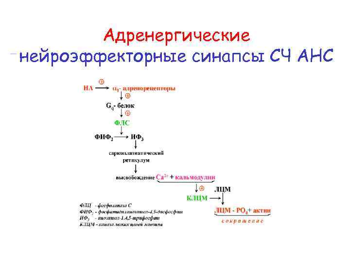  Адренергические нейроэффекторные синапсы СЧ АНС 