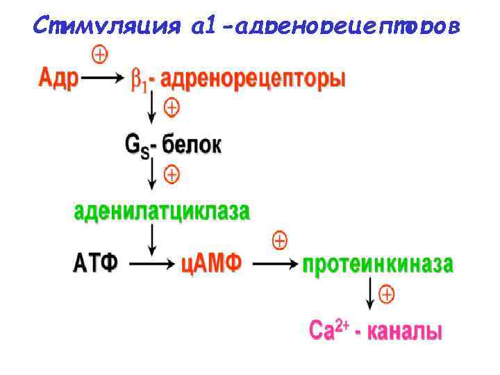 Стимуляция a 1 -адренорецепторов 