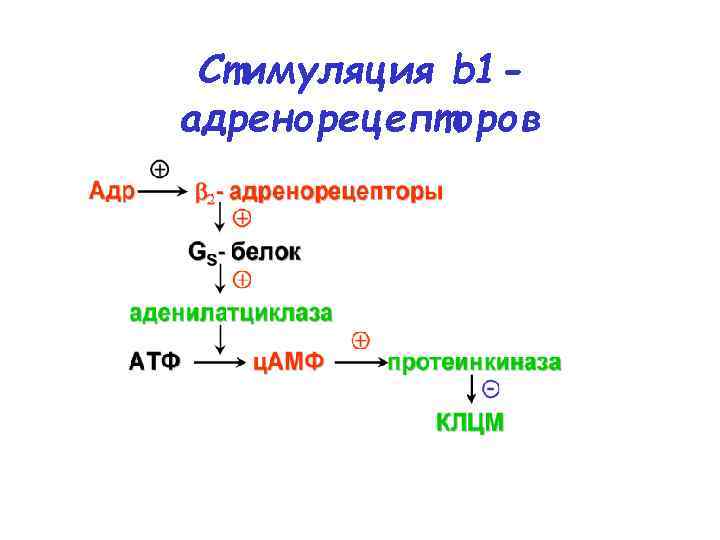 Стимуляция b 1 адренорецепторов 