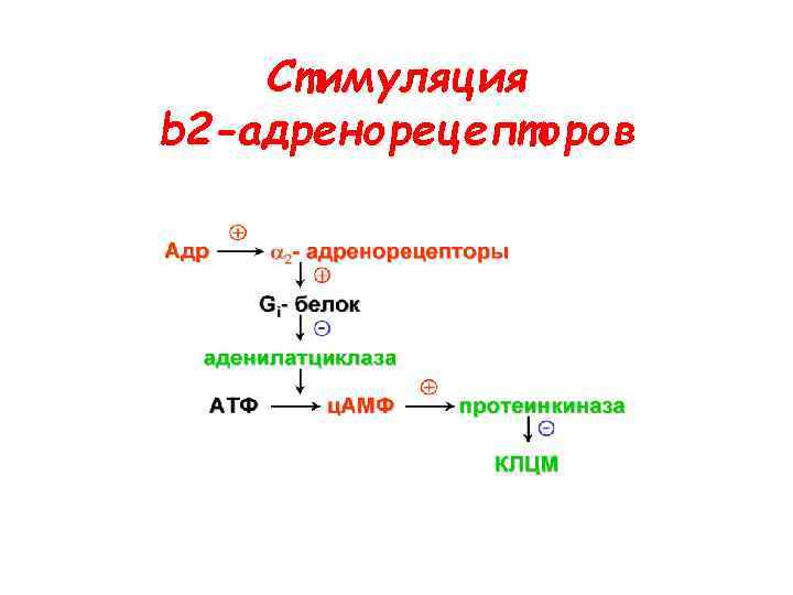 Стимуляция b 2 -адренорецепторов 