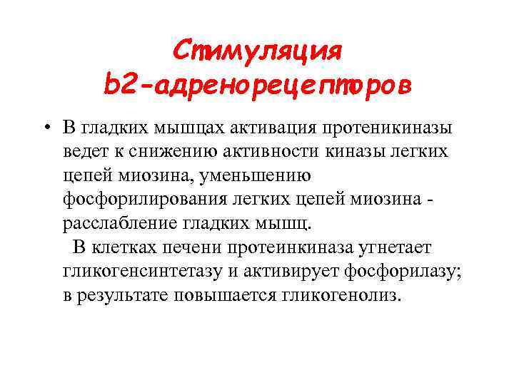 Стимуляция b 2 -адренорецепторов • В гладких мышцах активация протеникиназы ведет к снижению активности