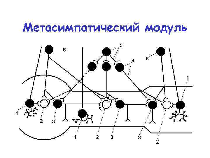 Метасимпатический модуль 