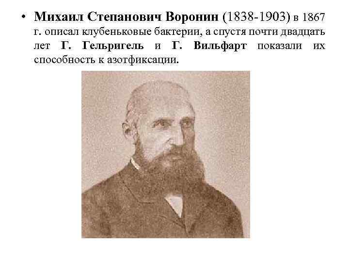  • Михаил Степанович Воронин (1838 -1903) в 1867 г. описал клубеньковые бактерии, а
