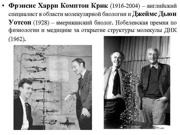  • Фрэнсис Харри Комптон Крик (1916 -2004) – английский специалист в области молекулярной