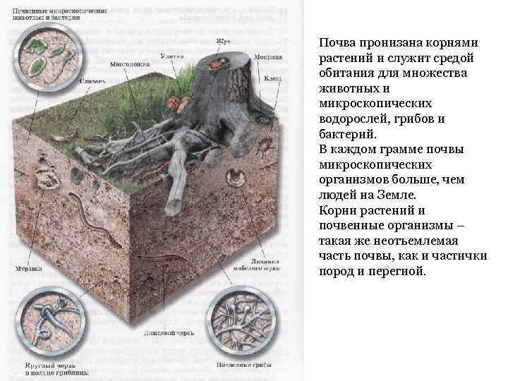 Почва пронизана корнями растений и служит средой обитания для множества животных и микроскопических водорослей,