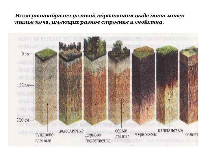 Из за разнообразия условий образования выделяют много типов почв, имеющих разное строение и свойства.