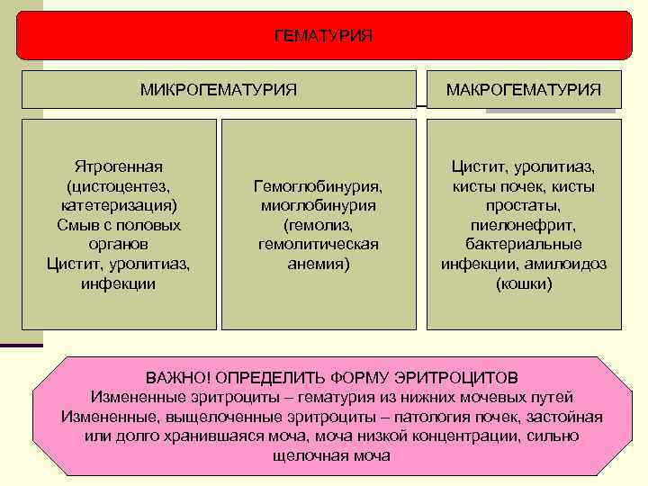 ГЕМАТУРИЯ МИКРОГЕМАТУРИЯ Ятрогенная (цистоцентез, катетеризация) Смыв с половых органов Цистит, уролитиаз, инфекции Гемоглобинурия, миоглобинурия