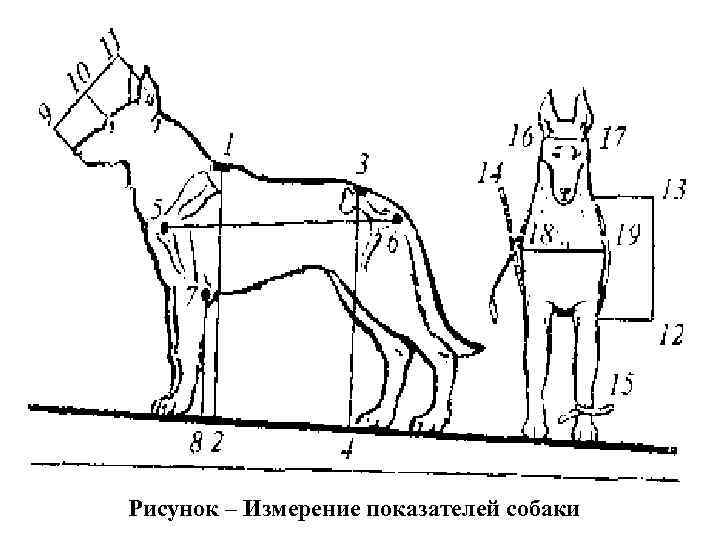 Схема описания собаки по экстерьеру