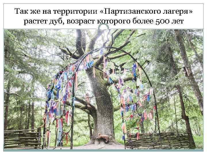 Так же на территории «Партизанского лагеря» растет дуб, возраст которого более 500 лет 