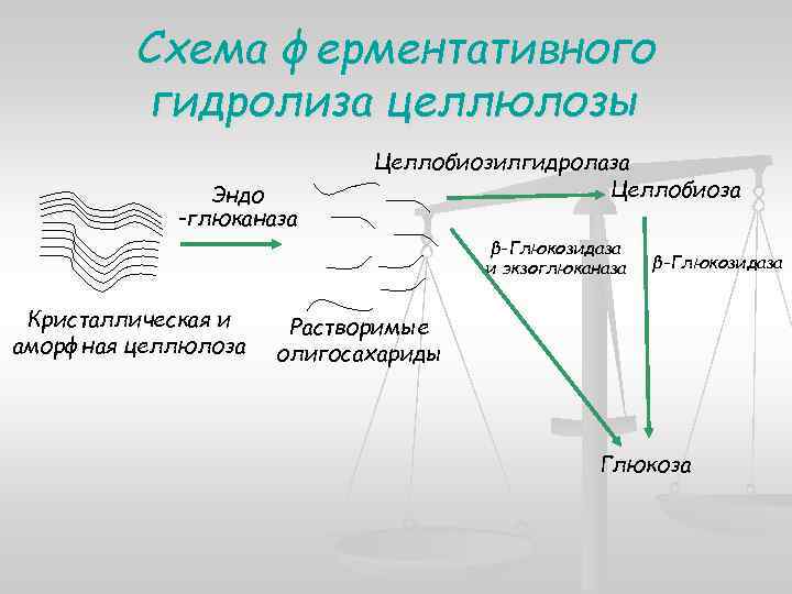 Схема ферментативного гидролиза целлюлозы Эндо -глюканаза Целлобиозилгидролаза Целлобиоза β-Глюкозидаза и экзоглюканаза Кристаллическая и аморфная