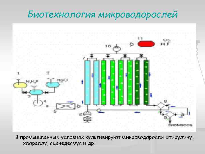 Биотехнология микроводорослей В промышленных условиях культивируют микроводоросли спирулину, хлореллу, сценедесмус и др. 