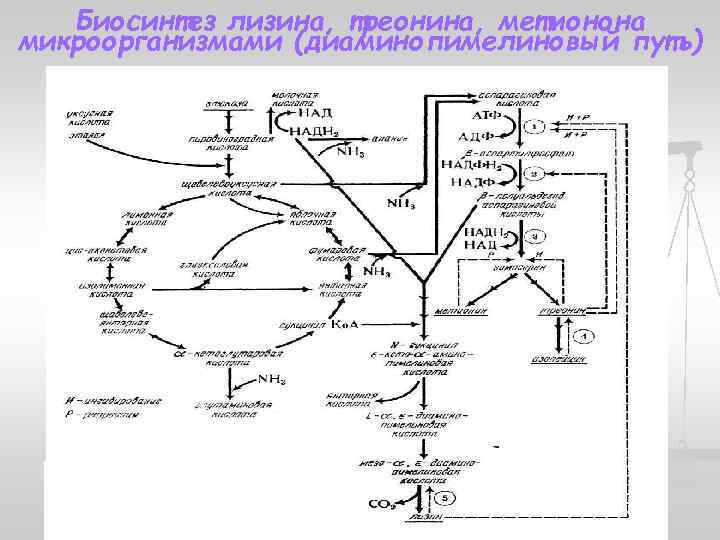 Биосинтез лизина, треонина, метионона микроорганизмами (диаминопимелиновый путь) 