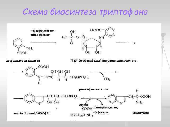 Схема синтеза аминокислот из общих метаболитов