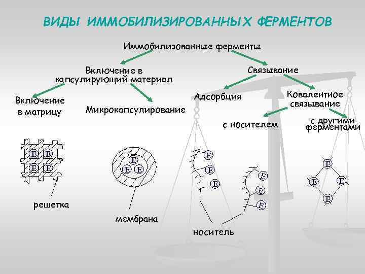 Носитель фермента. Иммобилизованные ферменты биохимия. Свойства иммобилизованных ферментов. Иммобилизация ферментов. Микрокапсулирование ферментов.