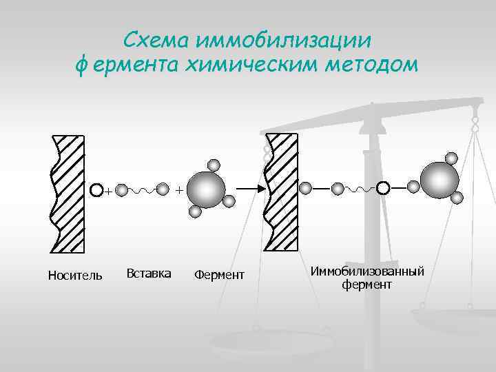 Биотехнология получения и использования ферментов презентация