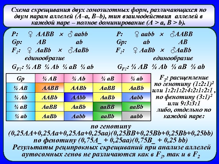 Схема скрещивания двух гомозиготных форм, различающихся по двум парам аллелей (А–а, В–b), тип взаимодействия