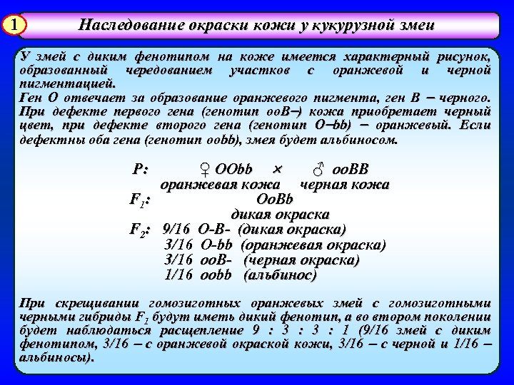 1 Наследование окраски кожи у кукурузной змеи У змей с диким фенотипом на коже