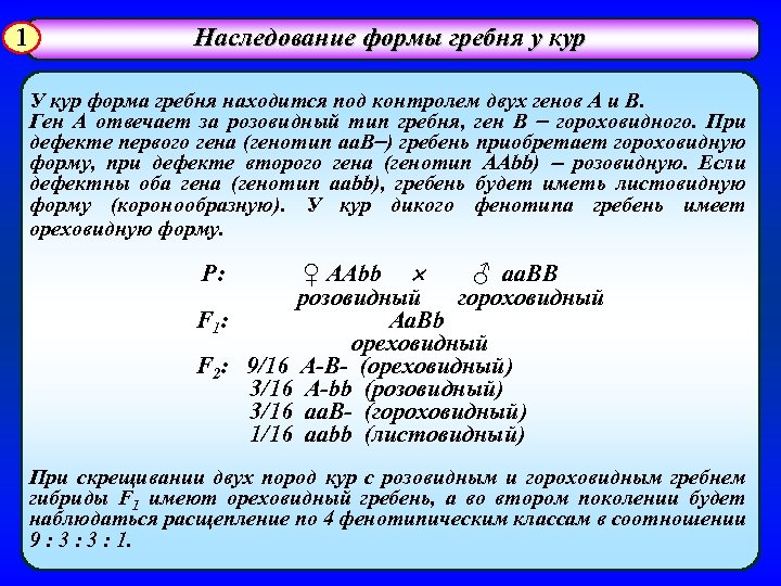 1 Наследование формы гребня у кур У кур форма гребня находится под контролем двух